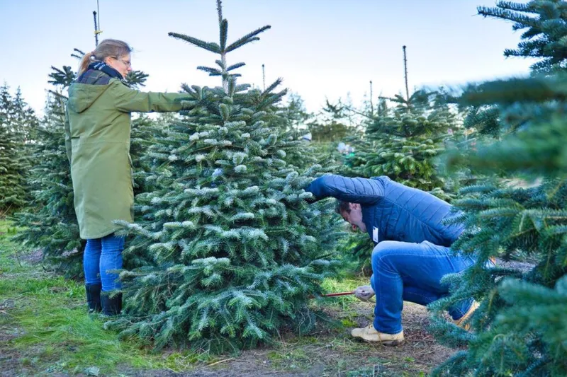 Weihnachtsbaum wird auf der Plantage gesägt
