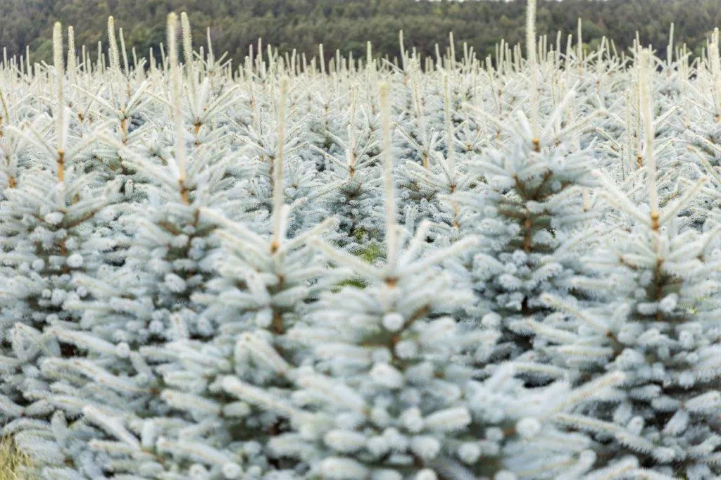 Bereifte Weihnachtsbäume auf der Plantage