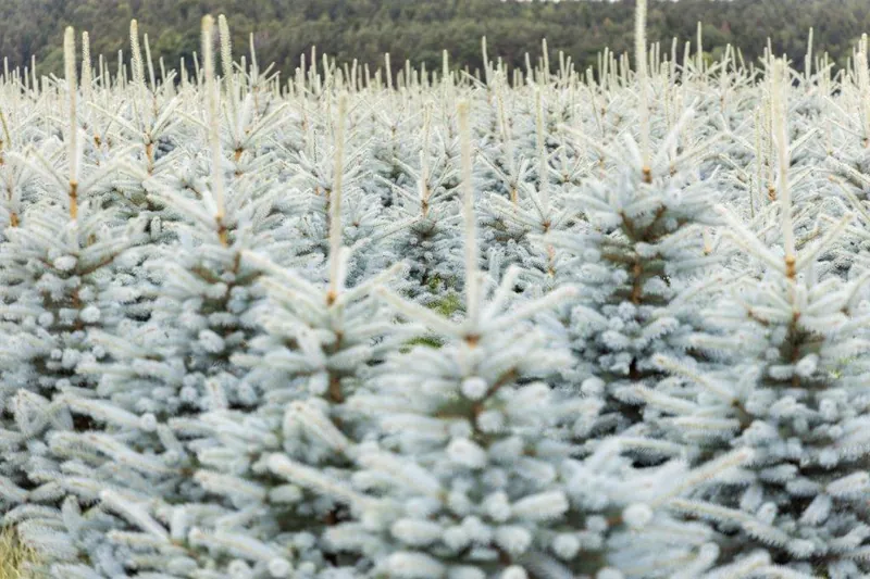 Bereifte Weihnachtsbäume auf der Plantage