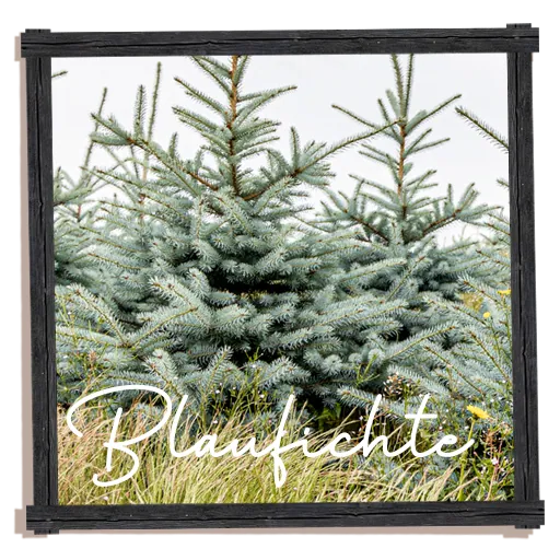 Blaufichte Thueringer Tannenhof schlagen