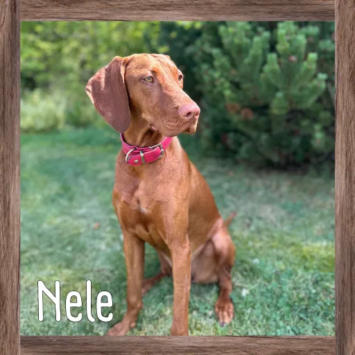 Nele