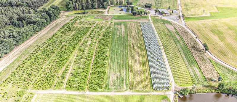 Luftbild der Tannenplantage in Thüringen
