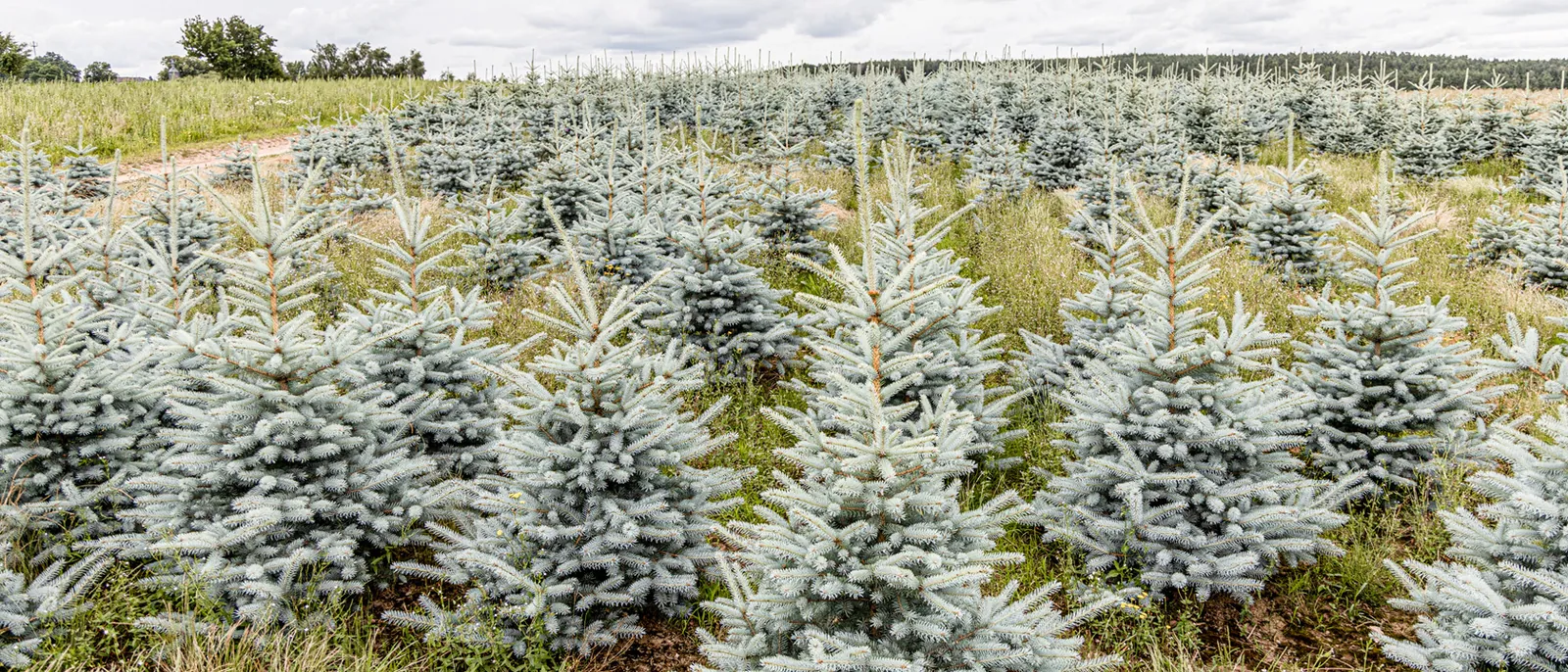 Reihen junger Blaufichten auf der Plantage
