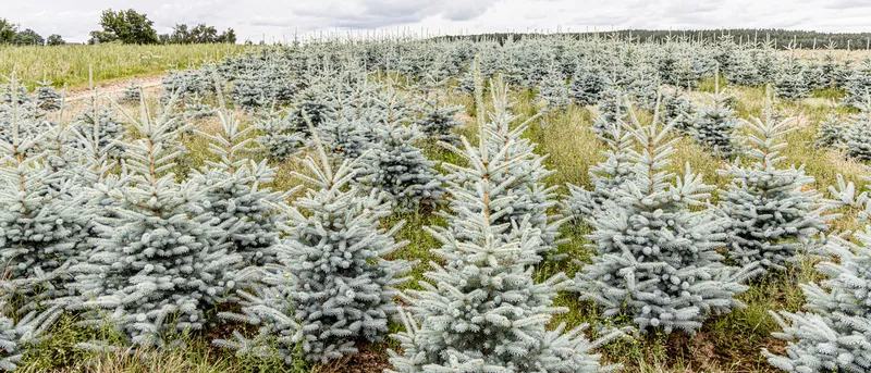 Reihen junger Blaufichten auf der Plantage
