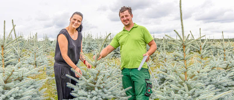 Zwei Mitarbeiter des Thüringer Tannenhofs zwischen Blaufichten auf der Plantage