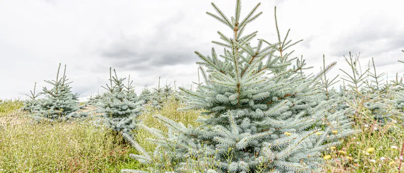 Thueringer Tannenhof Weihnachtsbaum Slider