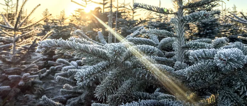 Thueringer Tannenhof Weihnachtsbaum Slider