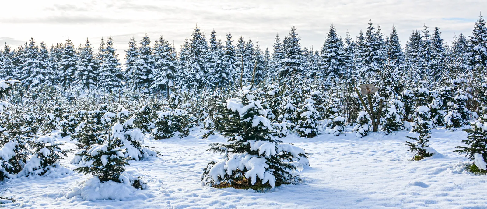 Verschneite Weihnachtsbaumplantage des Thüringer Tannenhofs