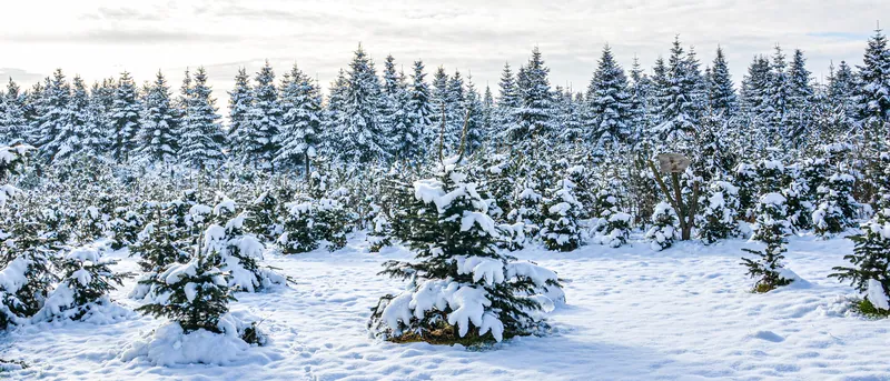 Verschneite Weihnachtsbaumplantage des Thüringer Tannenhofs